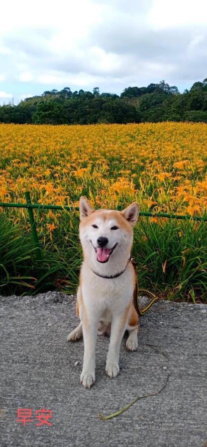Mi Xiang Homestay Chishang Dış mekan fotoğraf